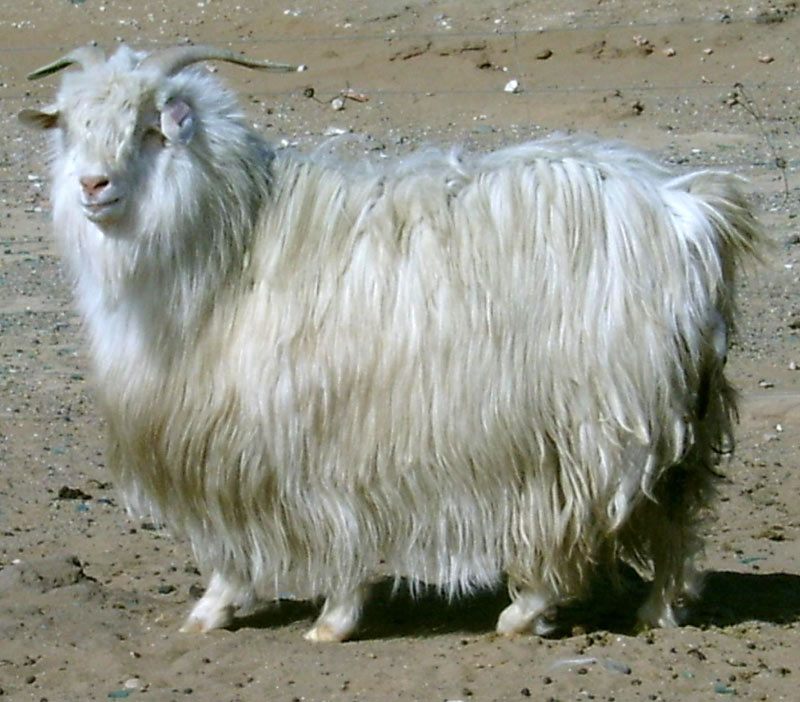 俄罗斯山羊品种图片